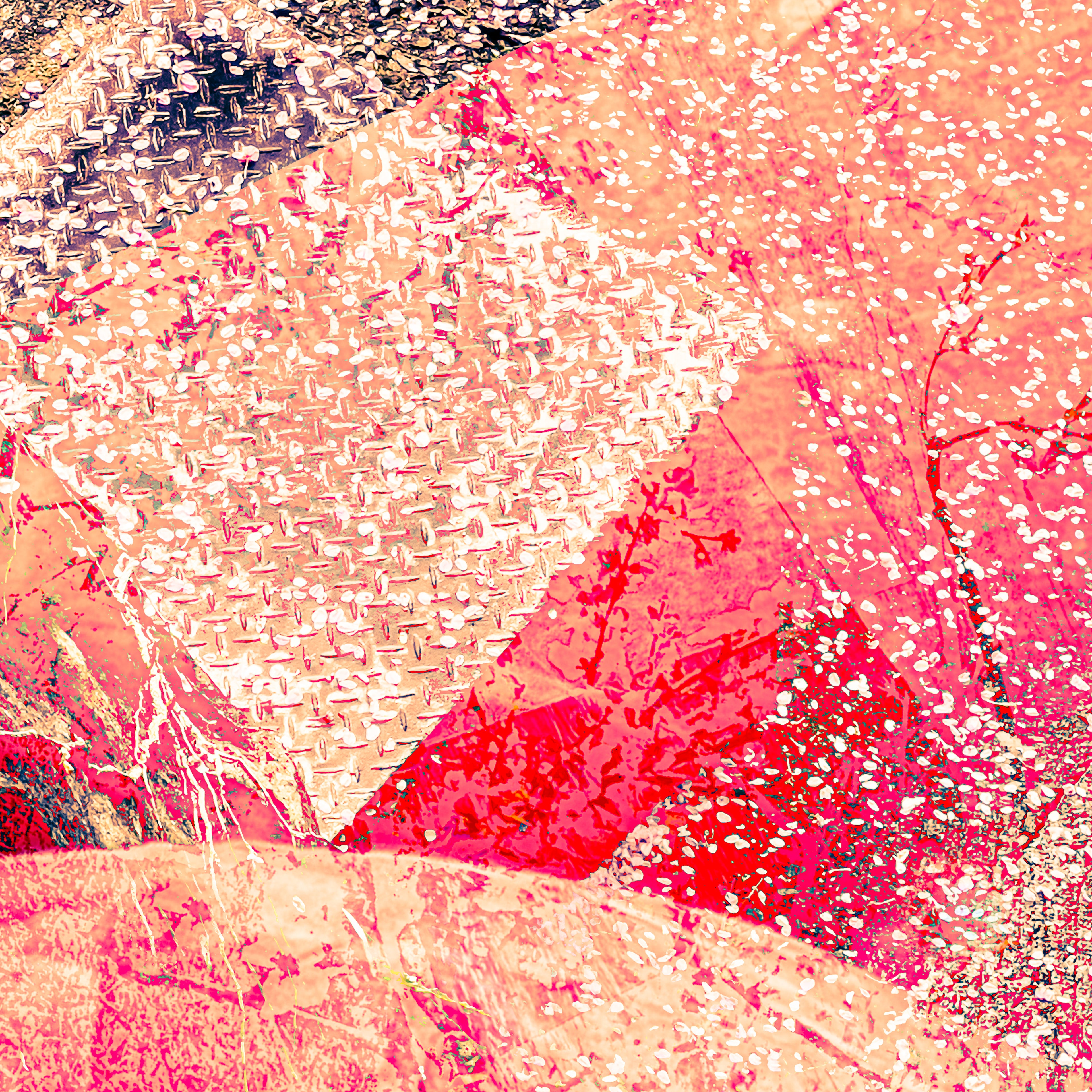 Sakura by Judy Bonderman